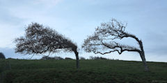 Varengeville sur Mer (Arbres)
