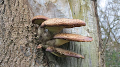 Sainte Marguerite sur Mer (Champignon)