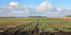 Crosville sur Scie (Plaine)