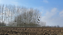 Lammerville (Beautot 2)