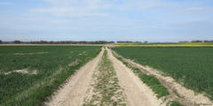 Anglesqueville la Bras Long (Chemin 1)