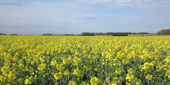 Anglesqueville la Bras Long (Colza)