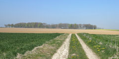 Hautot l'Auvray (Chemin)
