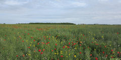 Pendé (Coquelicots)