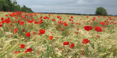 Bray les Mareuil (Coquelicots)