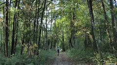 Auzouville sur Ry (Bois)
