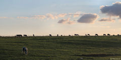 Auzouville sur Ry (Vaches)