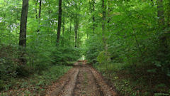 Vascœuil (Forêt 1)