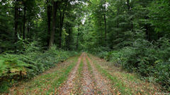 Vascœuil (Forêt 2)