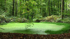 Forêt de Lyons (Mare 1)