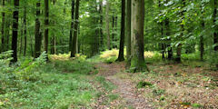 Forêt de Lyons (Sentier 1)