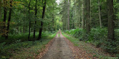 Forêt de Lyons (Route)