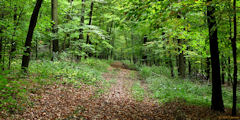Forêt de Lyons (Sentier 2)