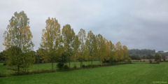 Rouvray Catillon (Peupliers)