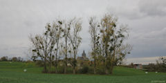 Roncherolles en Bray (Chemin 3)