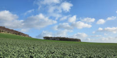 Bures en Bray (Bois)