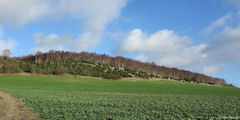 Croixdalle (Forêt)