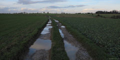 Sainte Agathe d'Aliermont (Chemin)