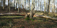 Forêt d'Eawy (Arbre)