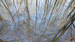 Forêt d'Eawy (Reflet)