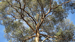 Forêt d'Eawy (Pin)