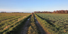 Le Bois Robert (Chemin)