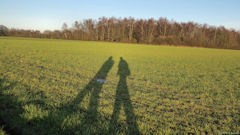 Le Bois Robert (Ombres)