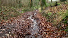 Saint Nicolas d'Aliermont (Chemin)