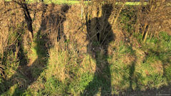 Mesnières en Bray (Ombres)