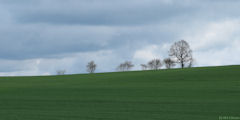 Saint Quentin des Prés (Arbres)