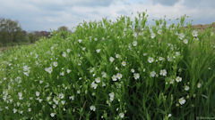 Saint Germer de Fly (Fleurs 1)