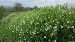 Saint Germer de Fly (Fleurs 2)