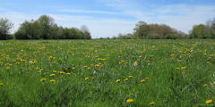 Blacourt (Prairie)