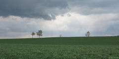 Saint Quentin des Prés (Arbres)