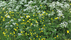 Hannaches (Fleurs)