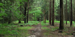 Saint Paul (Chemin)