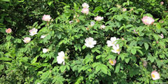 Senantes (Eglantines 1)