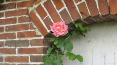 Ons en Bray (Rose)