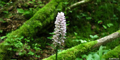 Auneuil (Orchidée)