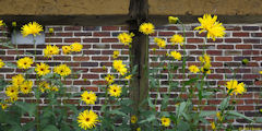 Lachapelle aux Pots (Fleurs jaunes)
