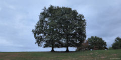 St Aubin en Bray (Deux Arbres)