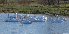 Arques la Bataille (Cygnes)