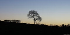 Rouxmesnil Bouteilles (Arbre)