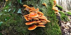 Saint Crespin (Champignons)