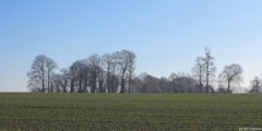 Cropus (Fréval)