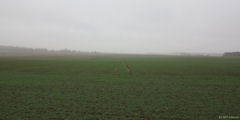Auffay (Plaine)
