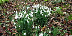 Sévis (Perce-Neige 2)