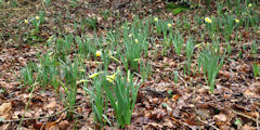 Bosc le Hard (Narcisses)