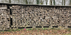 Clères (Tas de Bois)