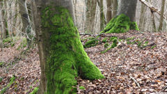 Mont-Cauvaire (Mousse)